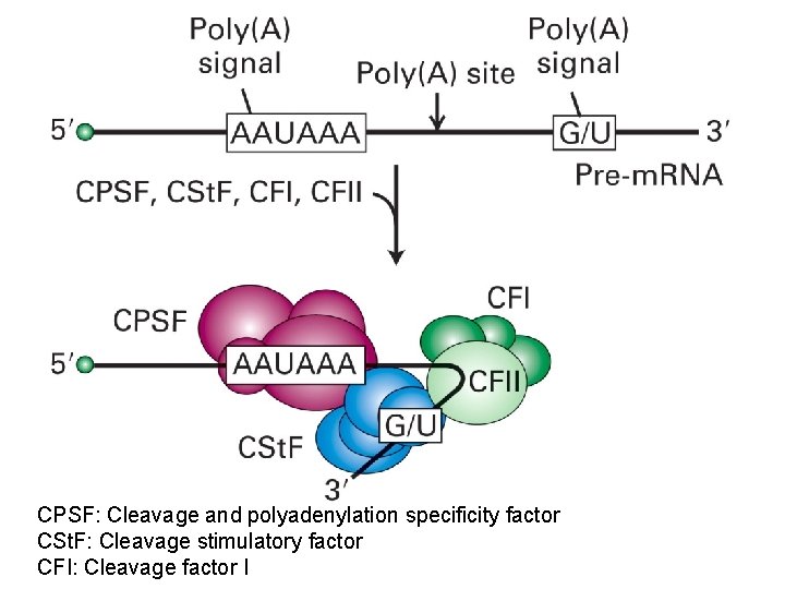 CPSF: Cleavage and polyadenylation specificity factor CSt. F: Cleavage stimulatory factor CFI: Cleavage factor