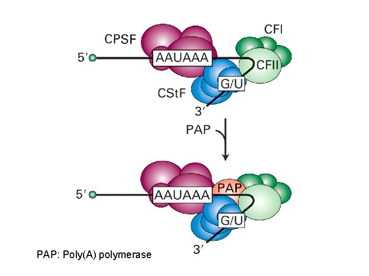 PAP: Poly(A) polymerase 