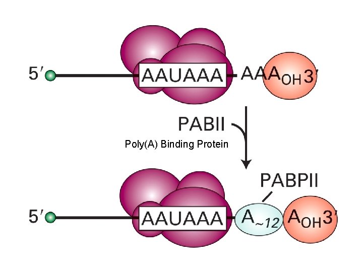 Poly(A) Binding Protein 