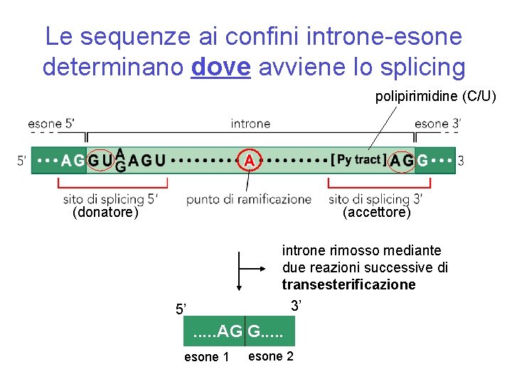 Le sequenze ai confini introne-esone determinano dove avviene lo splicing polipirimidine (C/U) (donatore) (accettore)