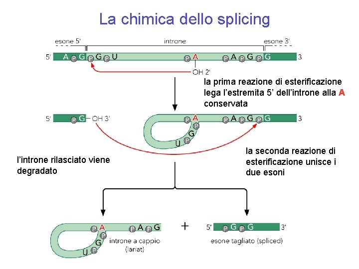 La chimica dello splicing la prima reazione di esterificazione lega l’estremita 5’ dell’introne alla