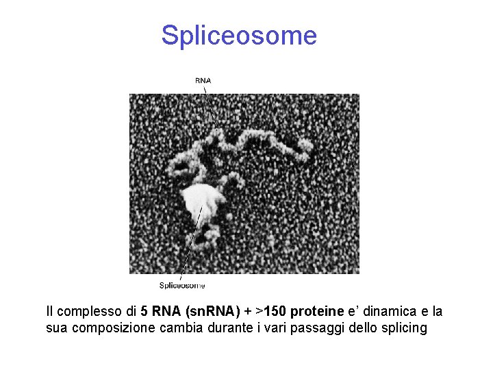 Spliceosome Il complesso di 5 RNA (sn. RNA) + >150 proteine e’ dinamica e