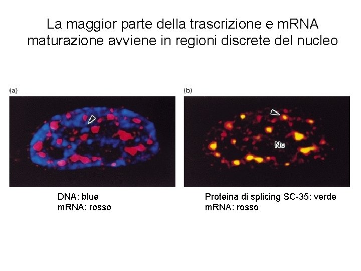 La maggior parte della trascrizione e m. RNA maturazione avviene in regioni discrete del