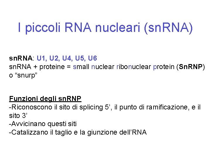 I piccoli RNA nucleari (sn. RNA) sn. RNA: U 1, U 2, U 4,