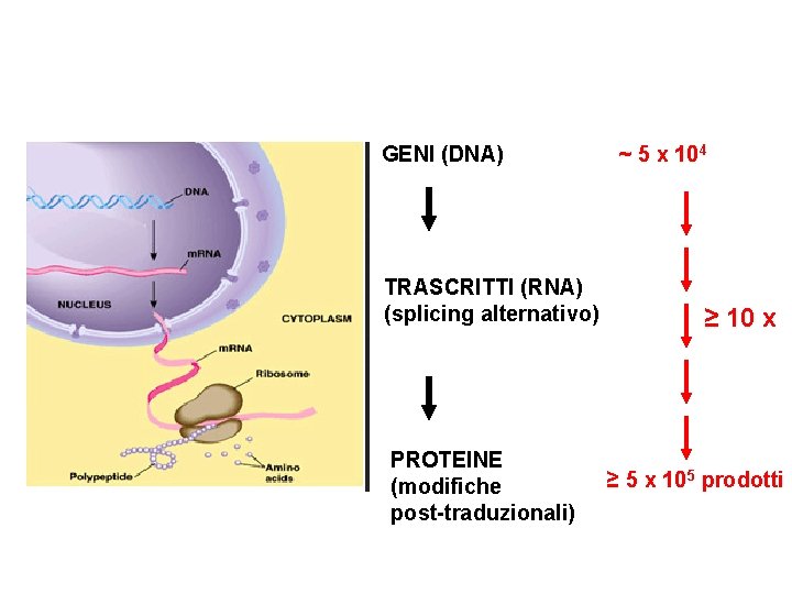 GENI (DNA) TRASCRITTI (RNA) (splicing alternativo) PROTEINE (modifiche post-traduzionali) ~ 5 x 104 ≥