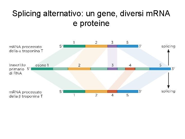 Splicing alternativo: un gene, diversi m. RNA e proteine 