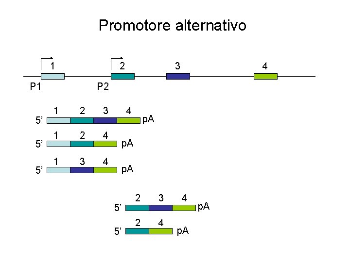Promotore alternativo 1 2 P 1 5’ 5’ 5’ 3 4 P 2 1