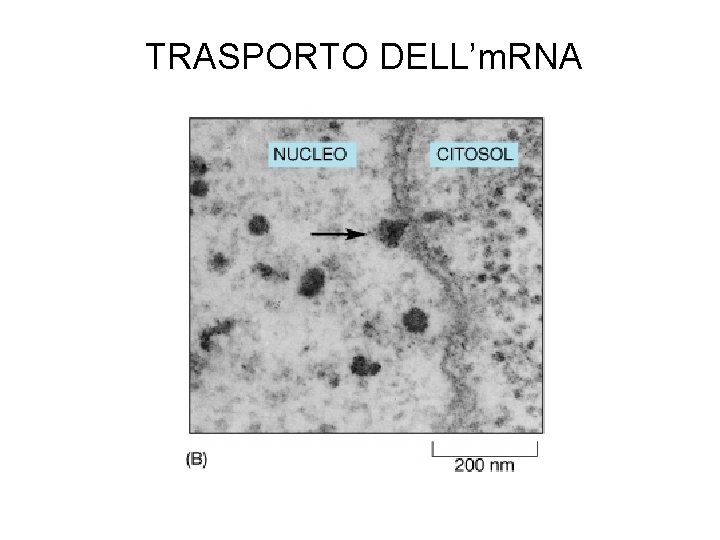 TRASPORTO DELL’m. RNA 