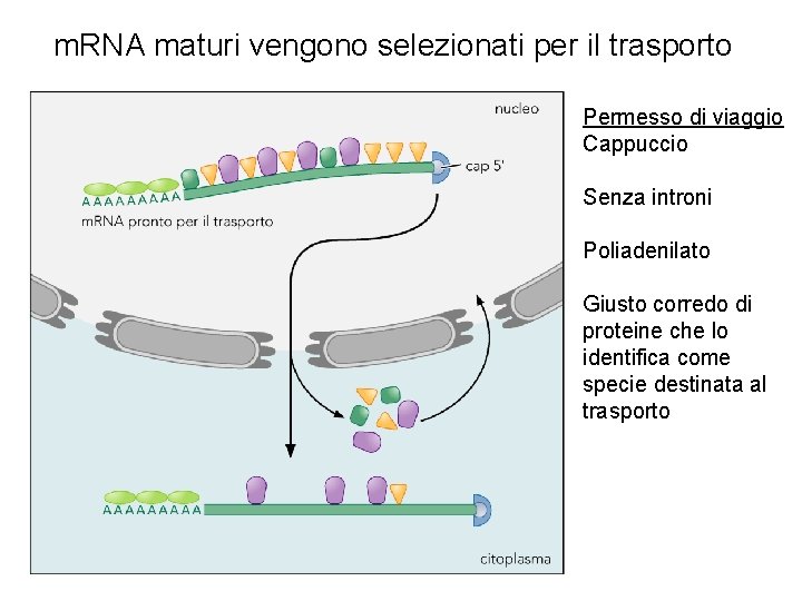 m. RNA maturi vengono selezionati per il trasporto Permesso di viaggio Cappuccio Senza introni