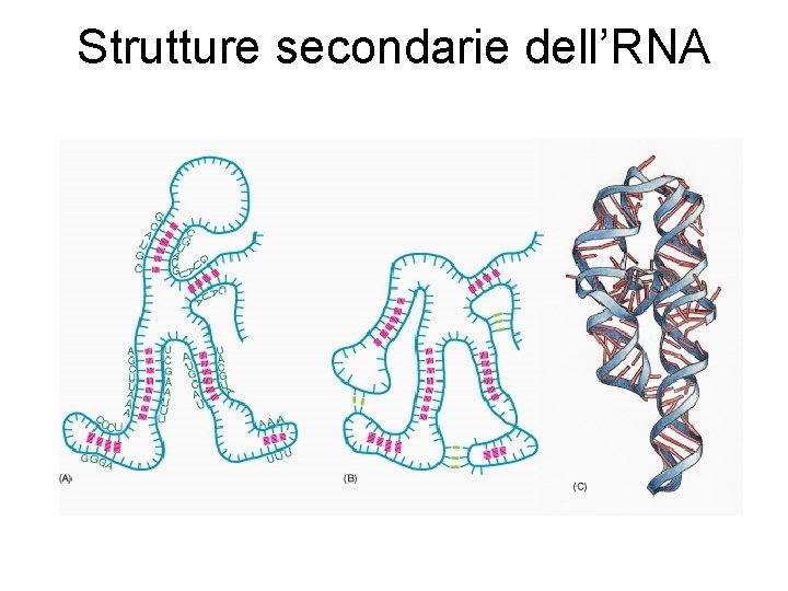 Strutture secondarie dell’RNA 