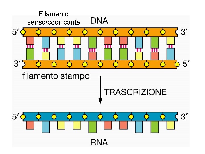 Filamento senso/codificante 