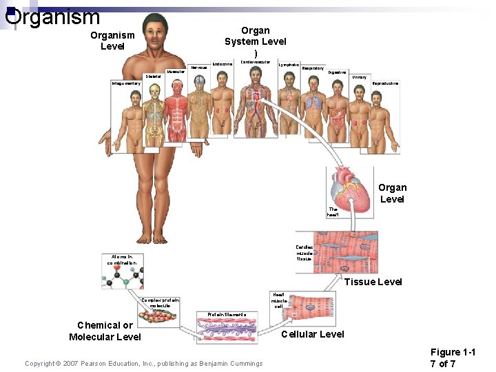 Organism Organ System Level ) Organism Level Muscular Nervous Endocrine Cardiovascular Lymphatic Respiratory Skeletal