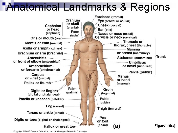 Anatomical Landmarks & Regions Figure 1 -6(a) 