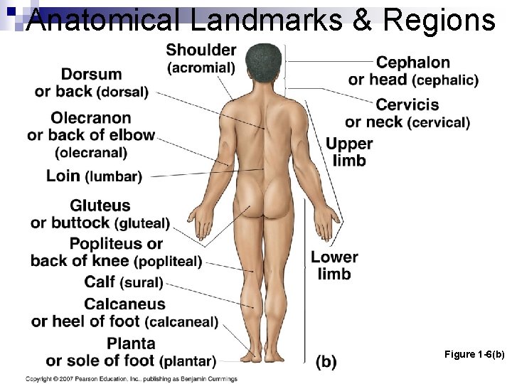 Anatomical Landmarks & Regions Figure 1 -6(b) 