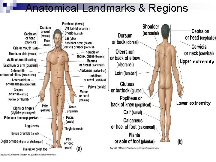 Anatomical Landmarks & Regions extremity 