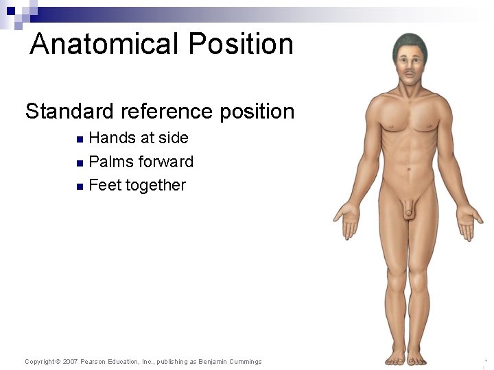 Anatomical Position Standard reference position Hands at side n Palms forward n Feet together