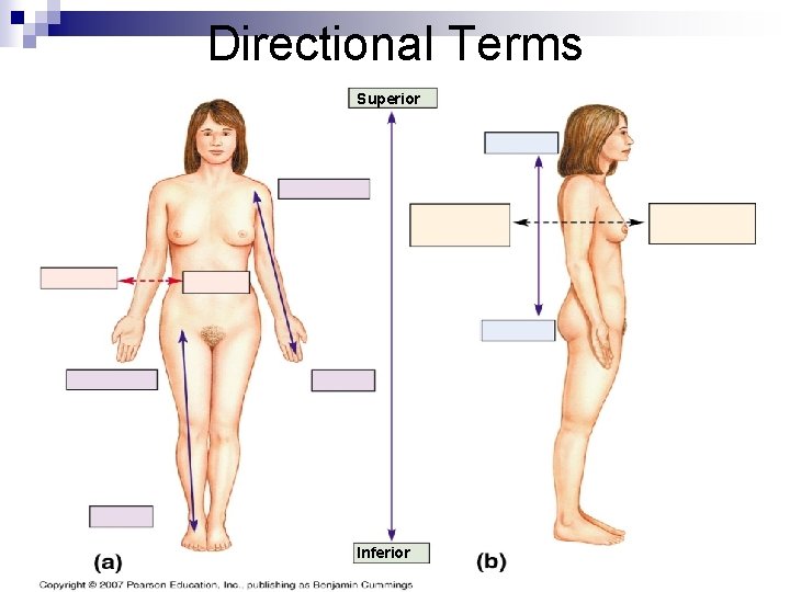 Directional Terms Superior Inferior 