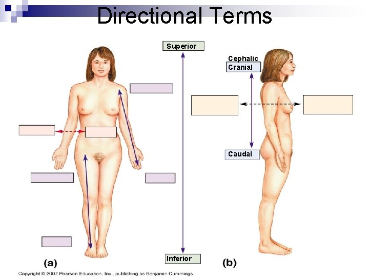 Directional Terms Superior Cephalic Cranial Caudal Inferior 