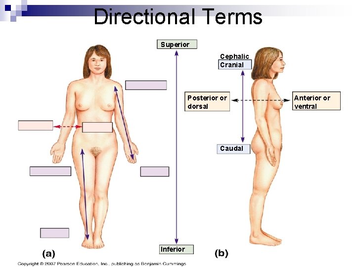 Directional Terms Superior Cephalic Cranial Posterior or dorsal Caudal Inferior Anterior or ventral 