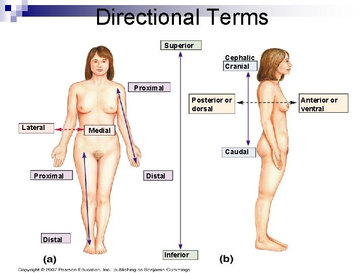 Directional Terms Superior Cephalic Cranial Proximal Posterior or dorsal Lateral Medial Caudal Proximal Distal