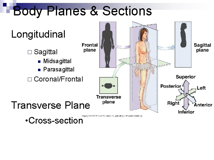 Body Planes & Sections Longitudinal ¨ Sagittal n n Midsagittal Parasagittal ¨ Coronal/Frontal Transverse
