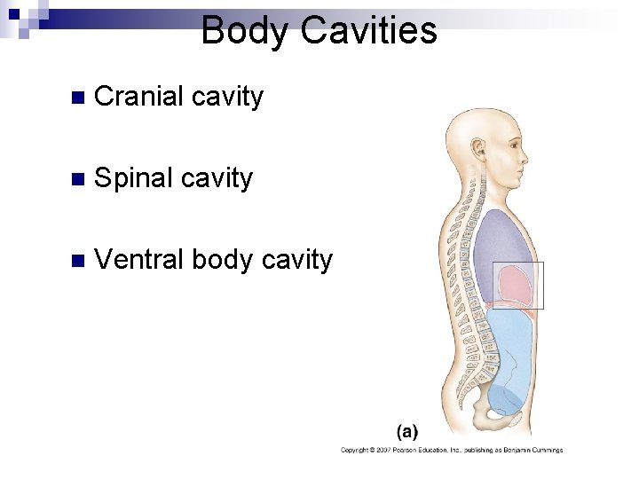 Body Cavities n Cranial cavity n Spinal cavity n Ventral body cavity 