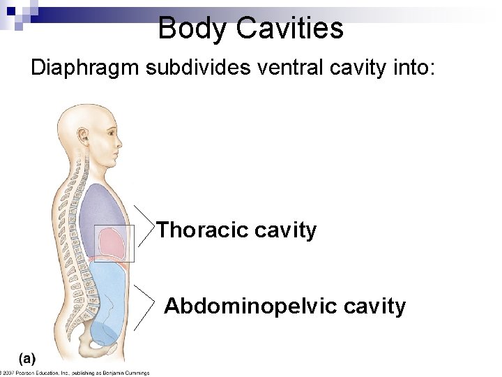 Body Cavities Diaphragm subdivides ventral cavity into: Thoracic cavity Abdominopelvic cavity 