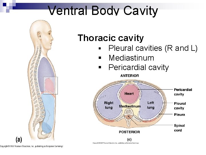 Ventral Body Cavity Thoracic cavity Pleural cavities (R and L) § Mediastinum § Pericardial