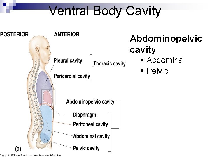 Ventral Body Cavity Abdominopelvic cavity § Abdominal § Pelvic 