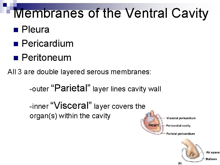 Membranes of the Ventral Cavity Pleura n Pericardium n Peritoneum n All 3 are
