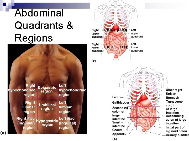 Abdominal Quadrants & Regions (RUQ) (LUQ) (RLQ) (LLQ) 