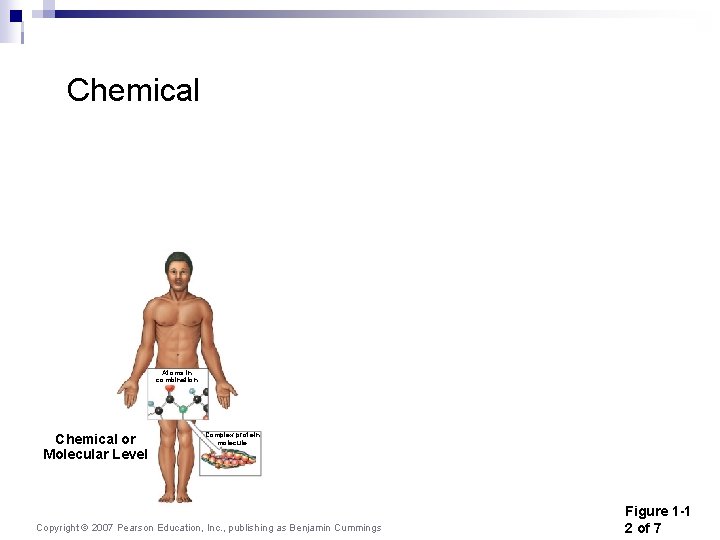 Chemical Atoms in combination Chemical or Molecular Level Complex protein molecule Copyright © 2007