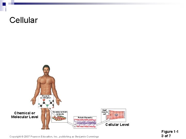 Cellular Atoms in combination Chemical or Molecular Level Heart muscle cell Complex protein molecule