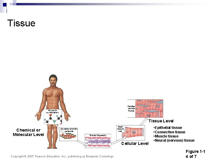 Tissue Cardiac muscle tissue Atoms in combination Tissue Level Chemical or Molecular Level Heart