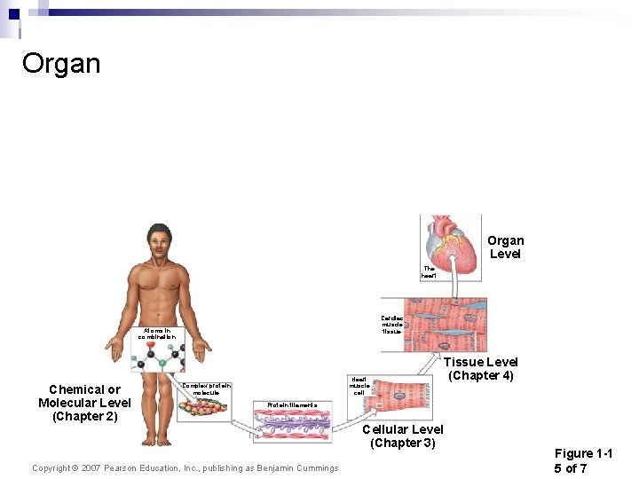Organ Cardiovascular Organ Level The heart Cardiac muscle tissue Atoms in combination Chemical or