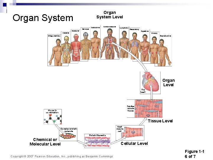 Organ System Level Organ System Muscular Nervous Endocrine Cardiovascular Lymphatic Respiratory Skeletal Digestive Urinary