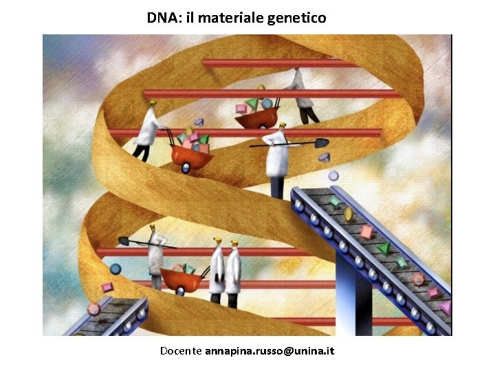 DNA: il materiale genetico Docente annapina. russo@unina. it 