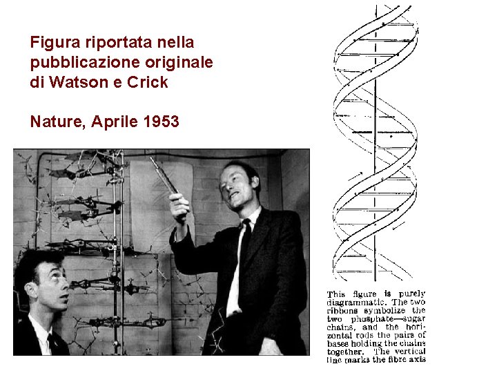 Figura riportata nella pubblicazione originale di Watson e Crick Nature, Aprile 1953 