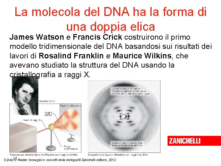 La molecola del DNA ha la forma di una doppia elica James Watson e