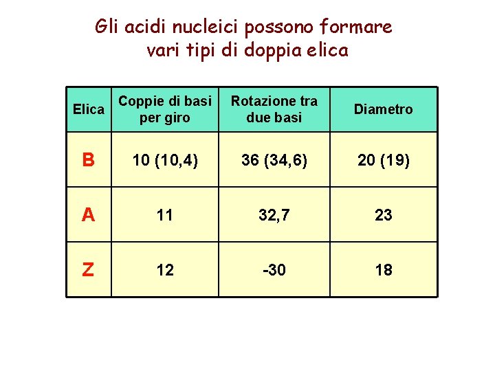 Gli acidi nucleici possono formare vari tipi di doppia elica Elica Coppie di basi