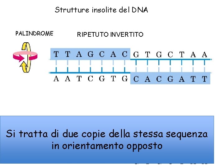 Strutture insolite del DNA PALINDROME RIPETUTO INVERTITO RIPETUTO SPECULARE Si tratta di due copie