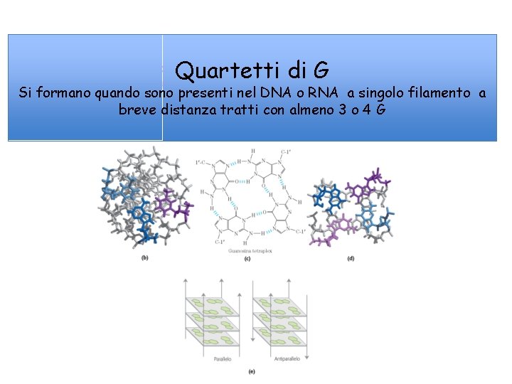 Quartetti di G Si formano quando sono presenti nel DNA o RNA a singolo