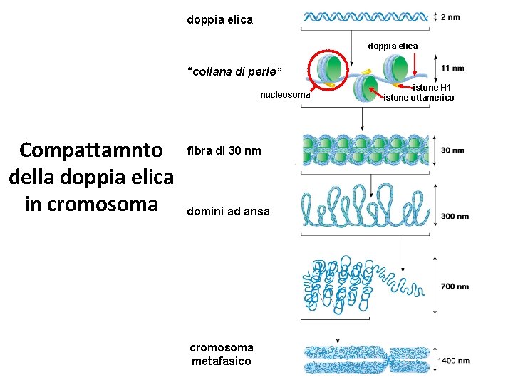 doppia elica “collana di perle” nucleosoma Compattamnto della doppia elica in cromosoma fibra di