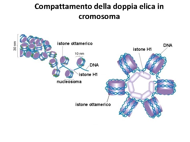 Compattamento della doppia elica in cromosoma istone ottamerico istone H 1 DNA istone H