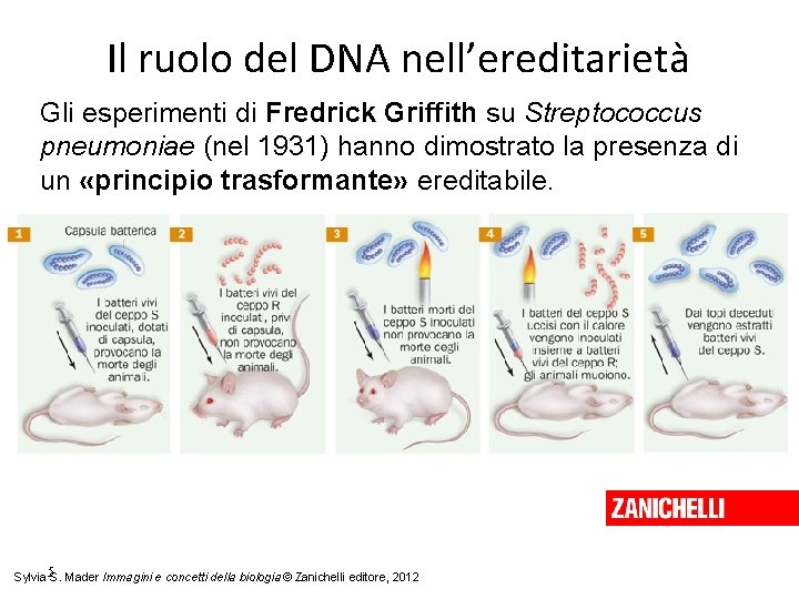 Il ruolo del DNA nell’ereditarietà Gli esperimenti di Fredrick Griffith su Streptococcus pneumoniae (nel