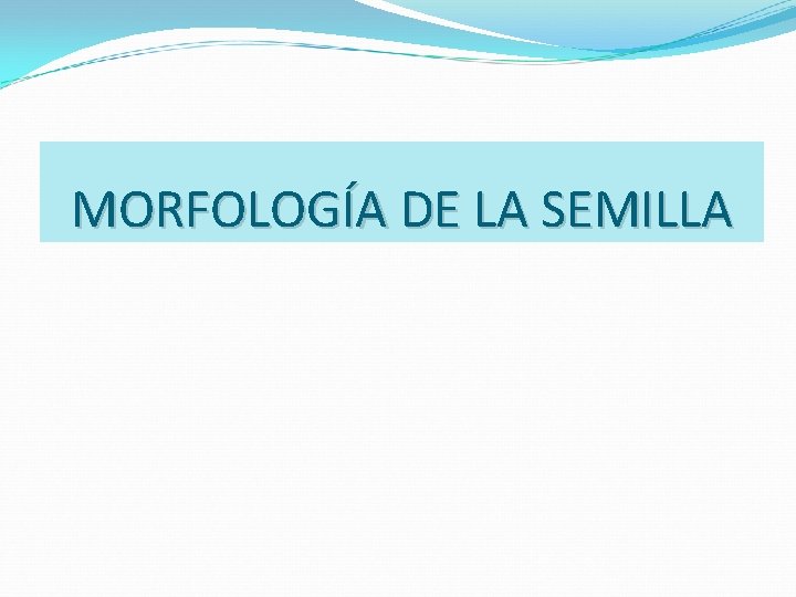 MORFOLOGÍA DE LA SEMILLA 