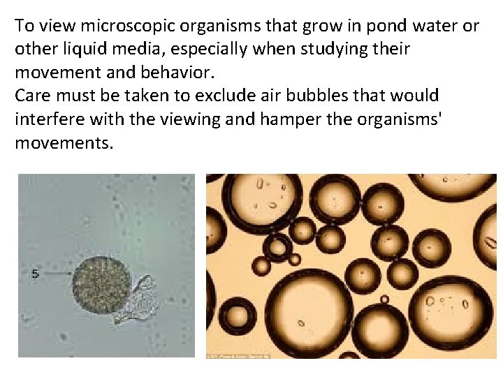 To view microscopic organisms that grow in pond water or other liquid media, especially