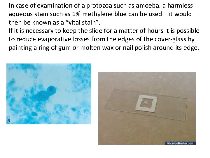 In case of examination of a protozoa such as amoeba. a harmless aqueous stain