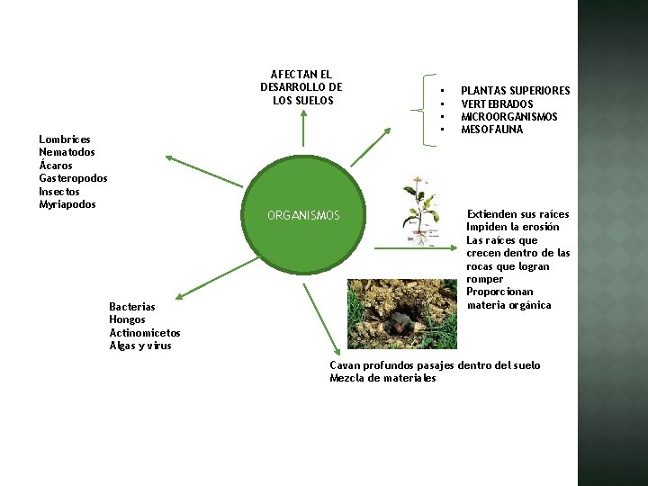 AFECTAN EL DESARROLLO DE LOS SUELOS Lombrices Nematodos Ácaros Gasteropodos Insectos Myriapodos ORGANISMOS Bacterias