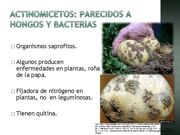 � Organismos saprofitos. � Algunos producen enfermedades en plantas, roña de la papa. �